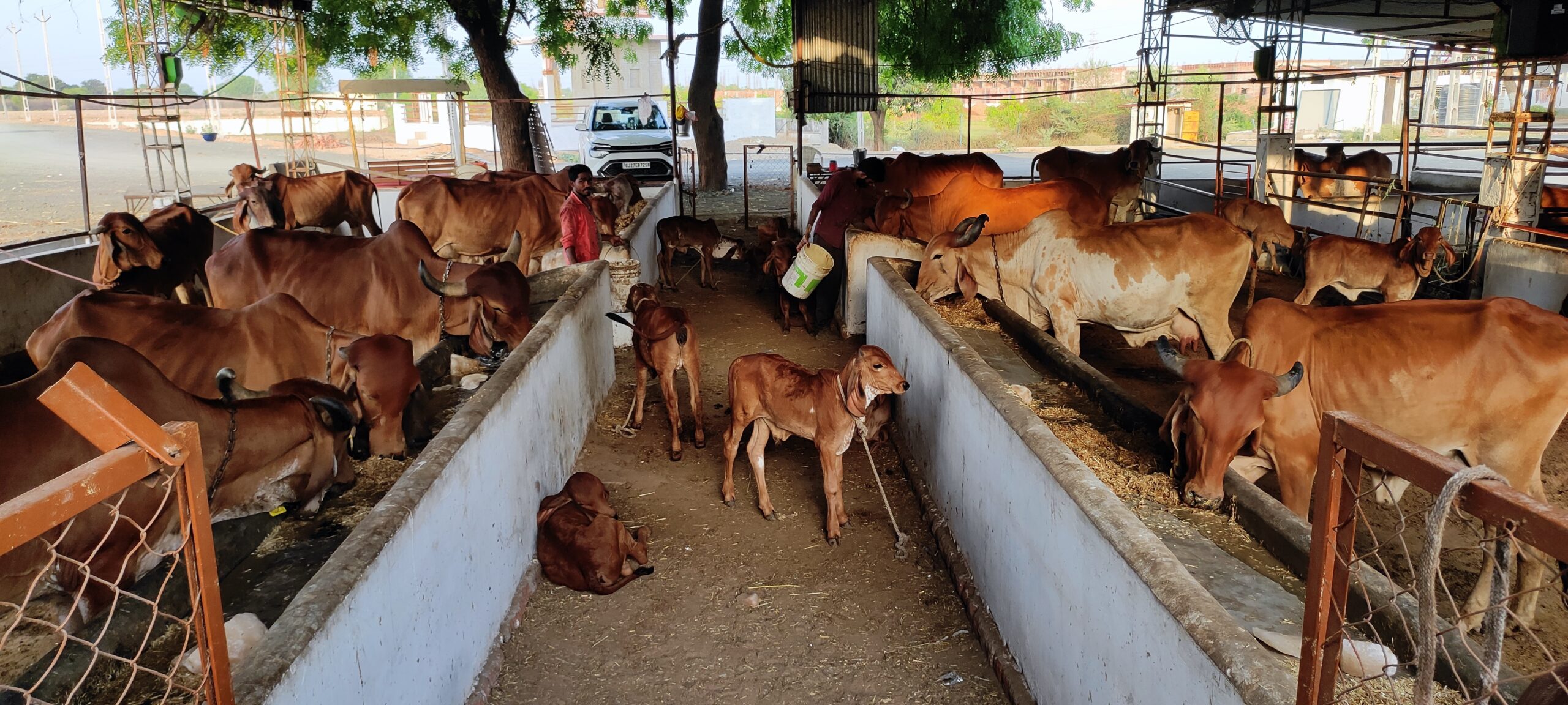 gaushala walkforcare foundation