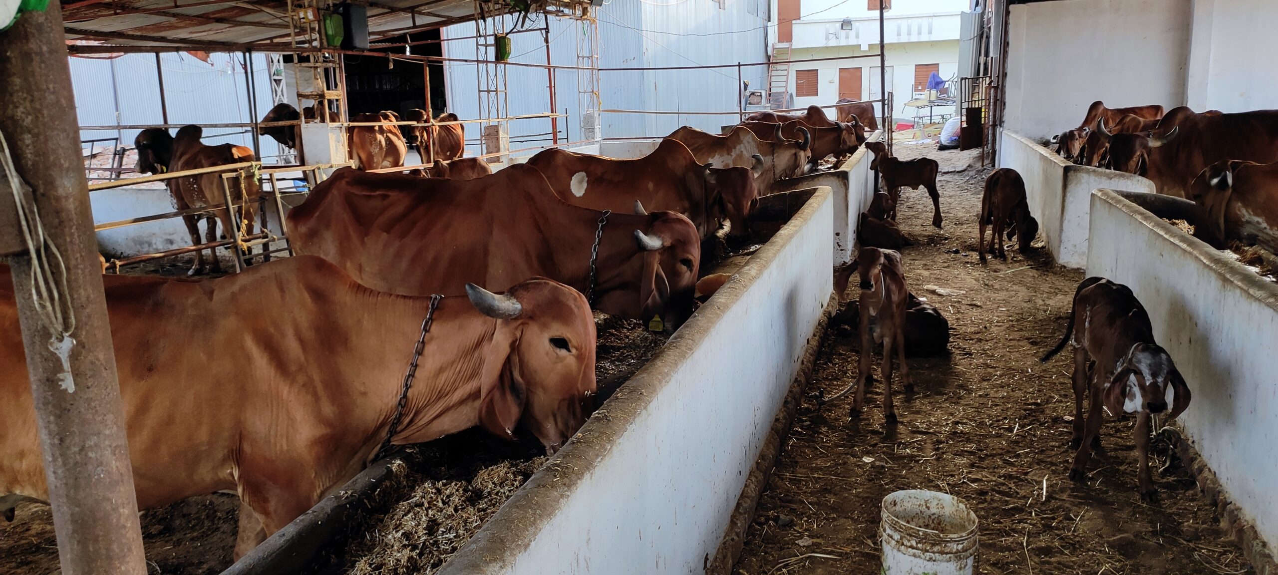 gaushala walkforcare foundation