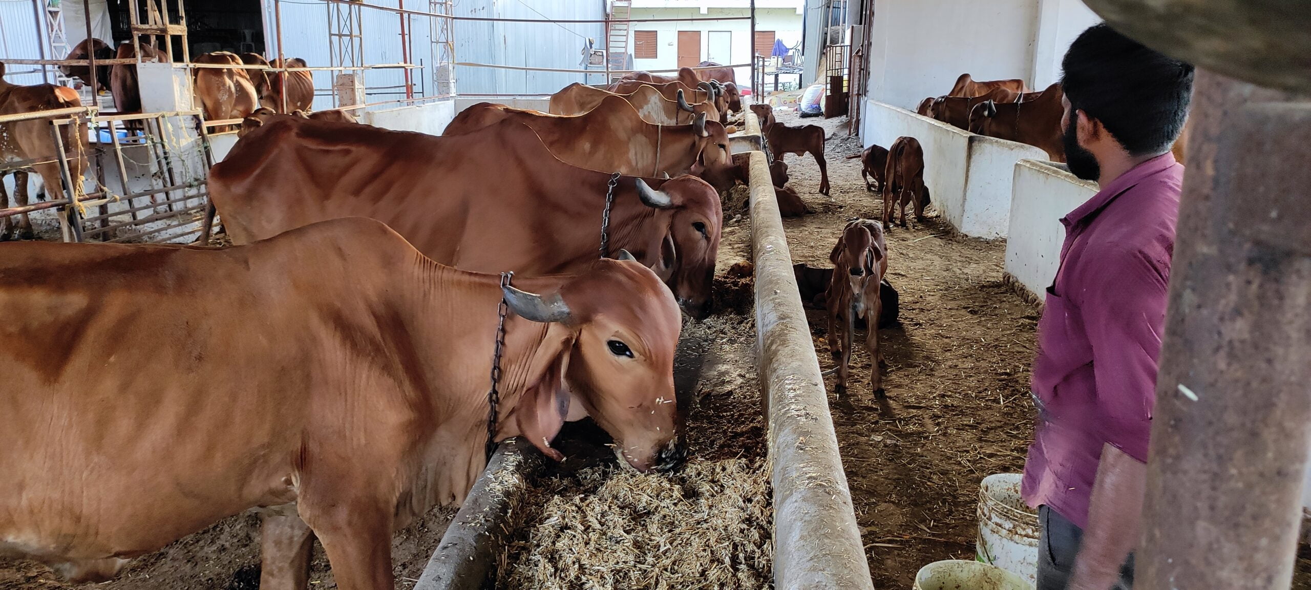 gaushala walkforcare foundation