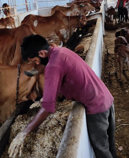 gaushala walkforcare foundation