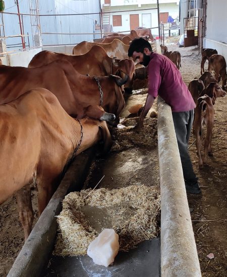 gaushala walkforcare foundation